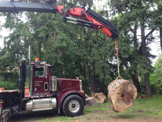 Lifting a large tree trunk with crane.