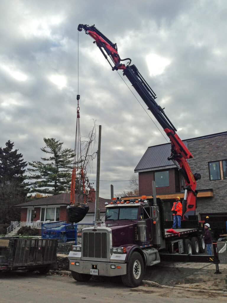 Using crane to lift and place large heavy trees.